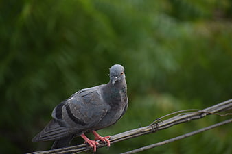 Gray pigeon perched on wire against green background