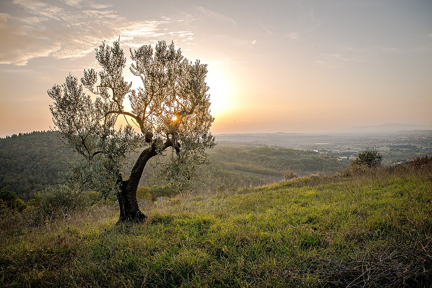 Solitary Olive Tree on Hillside at Sunset