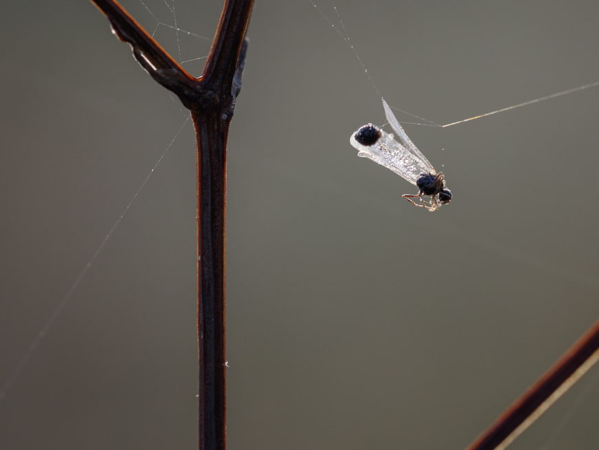 Macro photography of a winged insect caught in a spider web