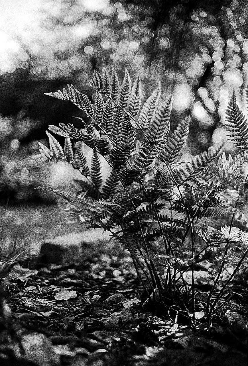 Black and white fern fronds in a forest setting