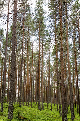 Tall Pine Trees in a Lush Green Forest Landscape