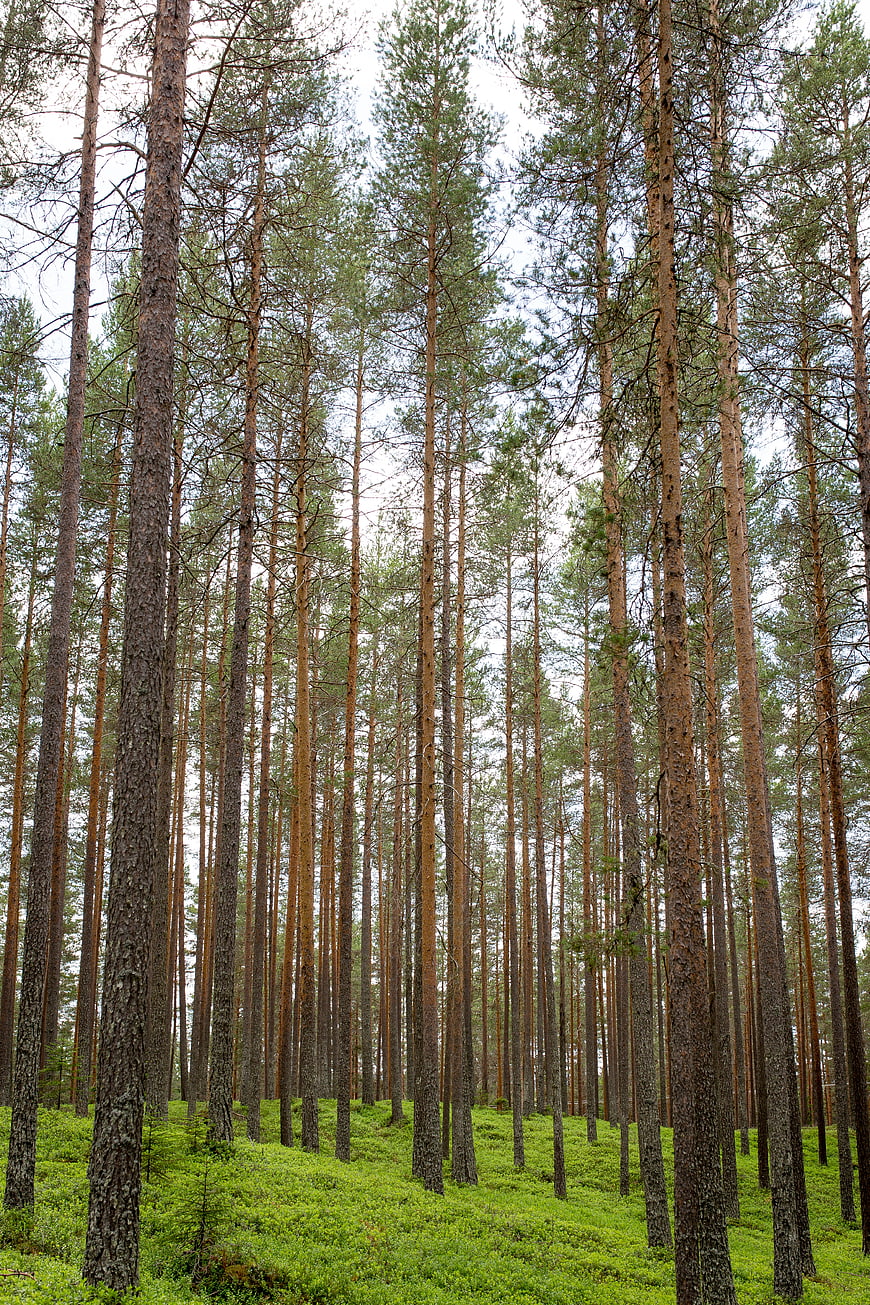 Tall Pine Trees in a Lush Green Forest Landscape