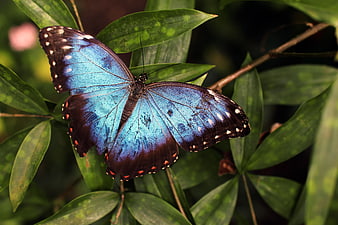 Blue Morpho Butterfly on Green Leaves