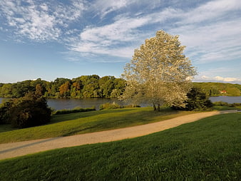 Blooming white tree in park by lake with blue sky