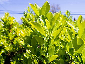 Vibrant Green Leaves Backlit by Sunlight Against Blue Sky