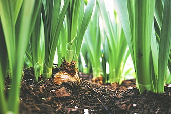 Close-up of green plant shoots emerging from dark soil