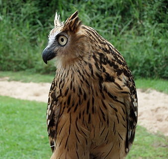 Close-up portrait of a Tawny Fish Owl with yellow eyes