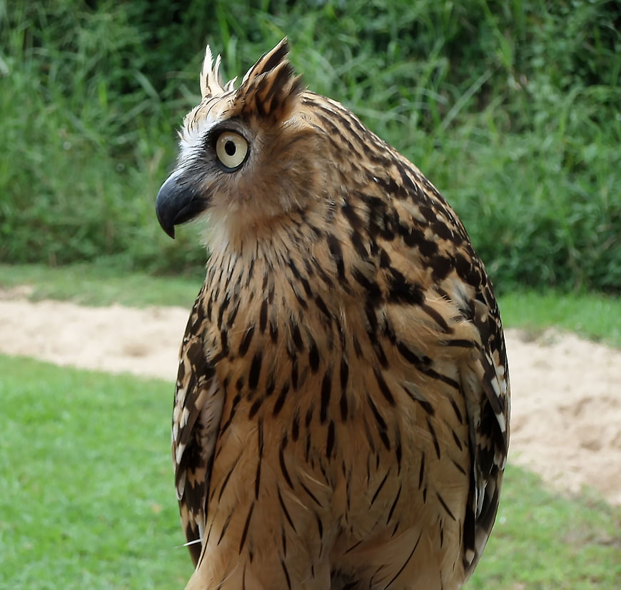Close-up portrait of a Tawny Fish Owl with yellow eyes