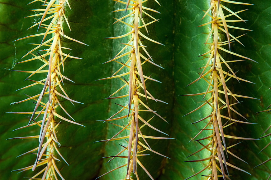 Close-up of Cactus Spines on Green Stem