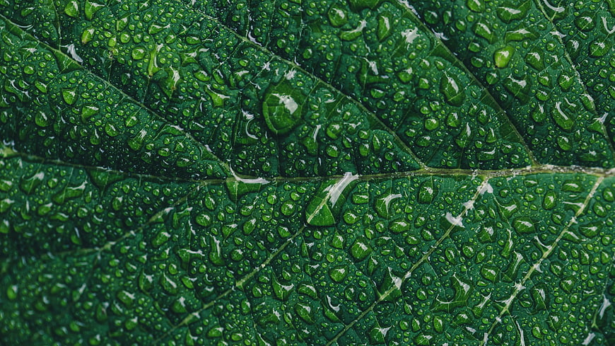 Macro Close-up of Green Leaf with Water Droplets