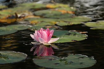 Pink Water Lily Floating on Dark Pond with Reflection