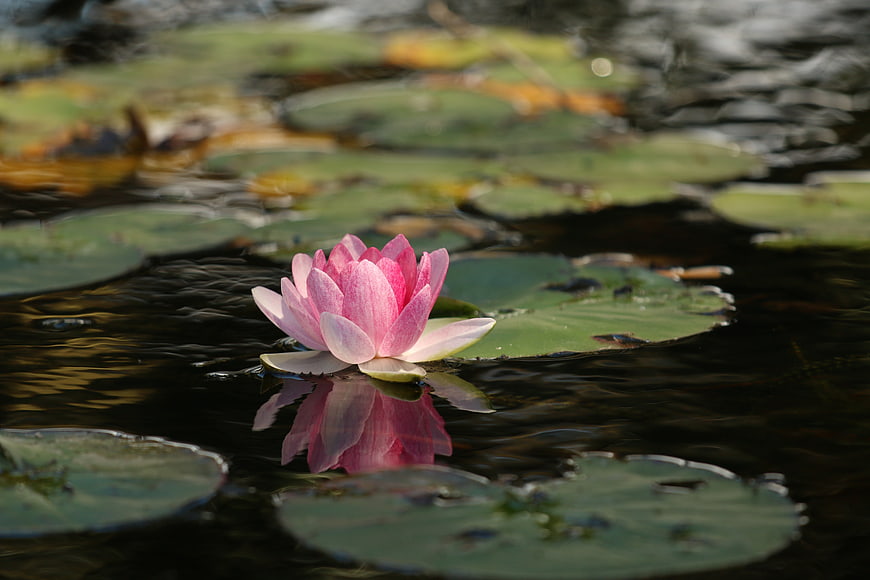 Pink Water Lily Floating on Dark Pond with Reflection