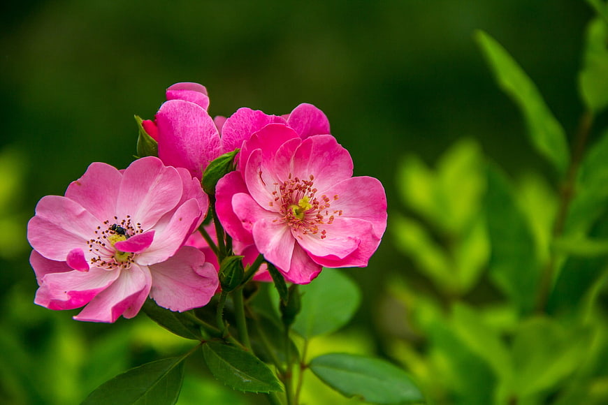 Vibrant Pink Wild Roses in Full Bloom
