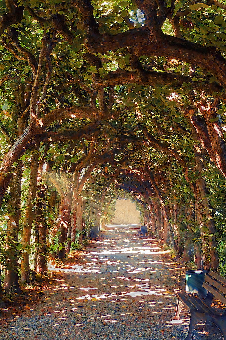Sunlit tree tunnel walkway in summer park