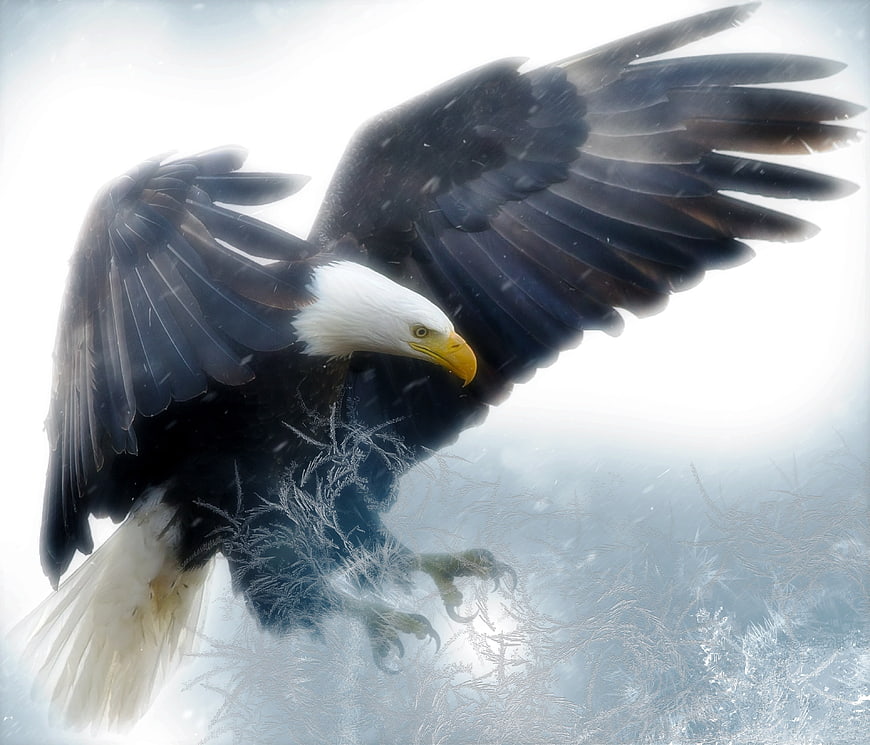 Majestic bald eagle flying in snowy winter landscape