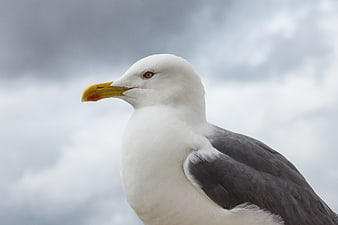 Close-up portrait of a seagull against cloudy sky