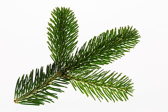 Isolated Nordmann Fir Branch On White Background
