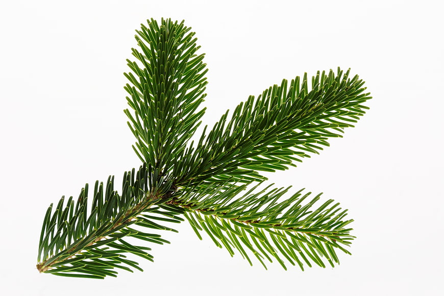 Isolated Nordmann Fir Branch On White Background