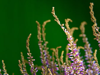 Close-up of purple heather flowers against a green background