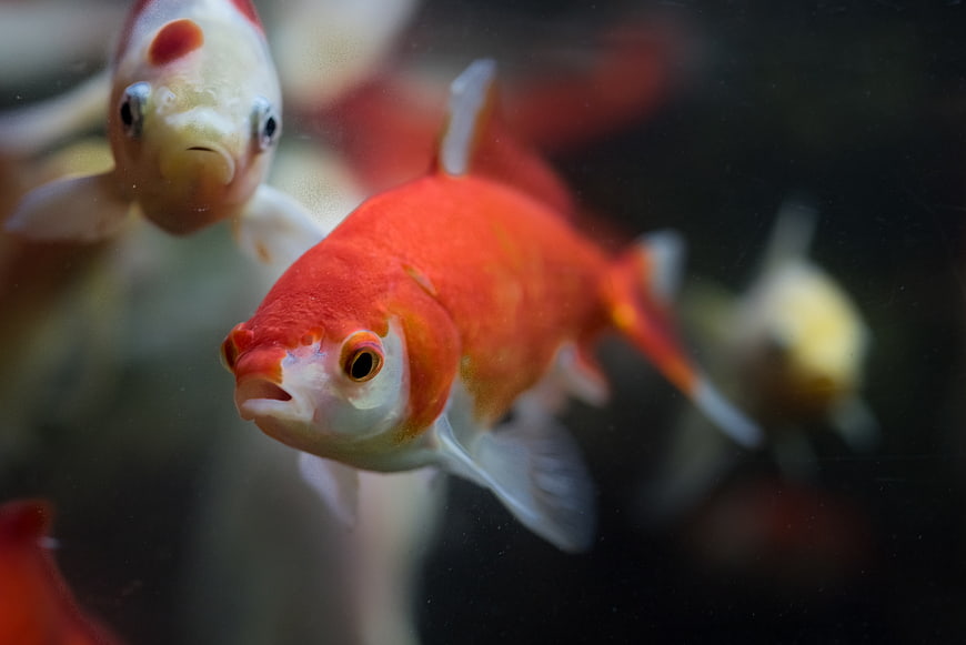 Close-up of vibrant orange and white goldfish swimming underwater