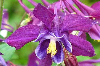 Close-up of vibrant purple columbine flower with yellow stamen