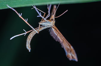 Macro Close-Up of Plume Moth on Green Leaf