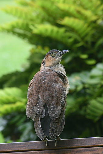 Black-crowned Night Heron perched on wooden railing