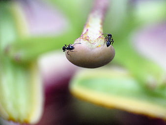 Macro shot of two black ants on a flower bud