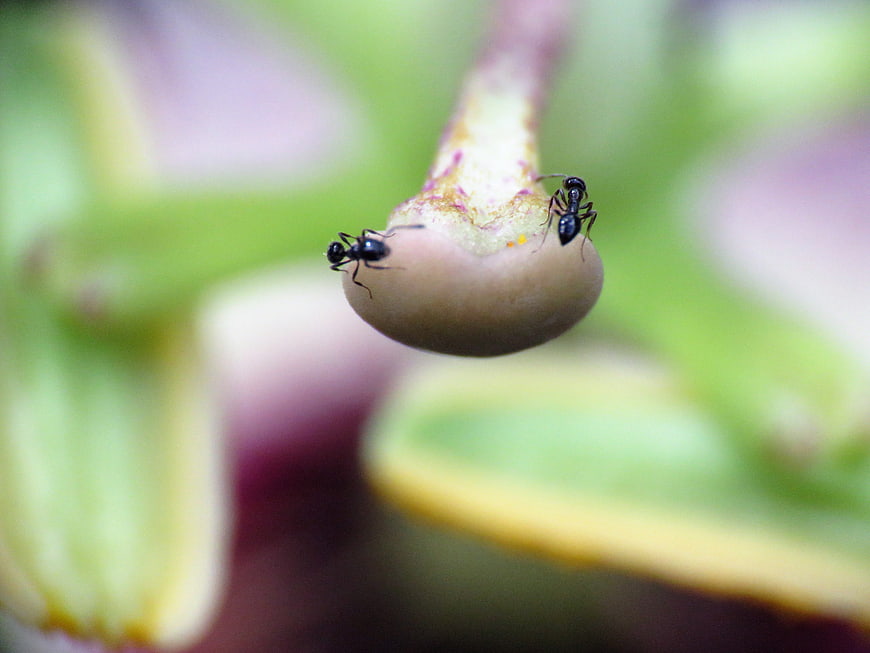 Macro shot of two black ants on a flower bud
