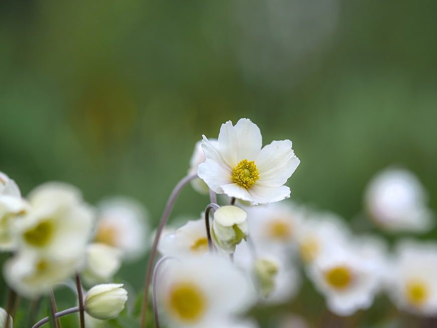 White Anemone Flower with Yellow Center in Green Garden