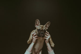 French Bulldog Puppy Held by Hands Against Dark Background