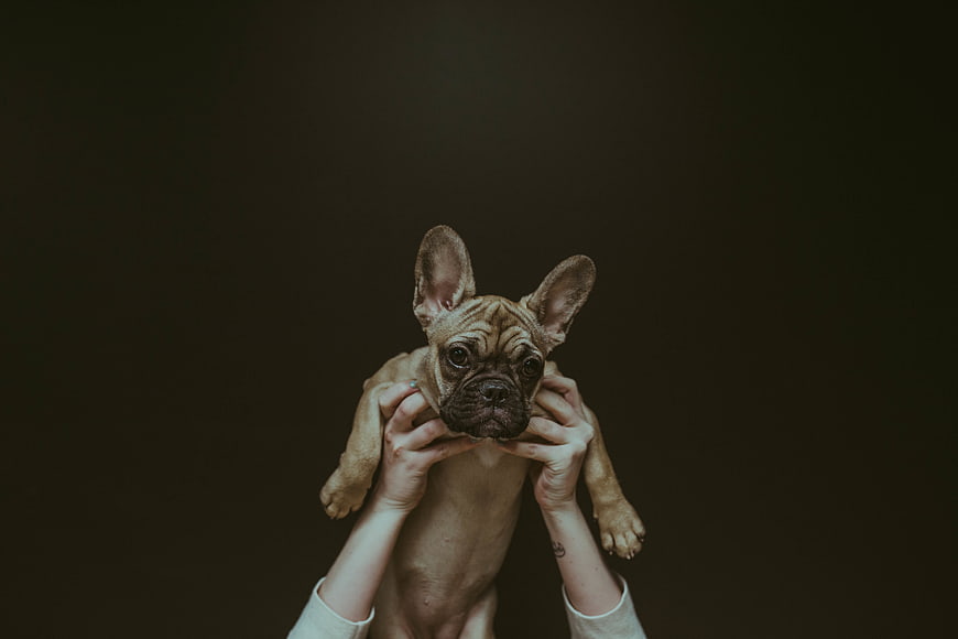 French Bulldog Puppy Held by Hands Against Dark Background