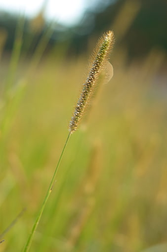 Close-up of a single foxtail grass stalk in a sunlit meadow