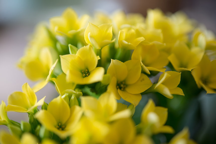 Close-up of vibrant yellow kalanchoe flowers