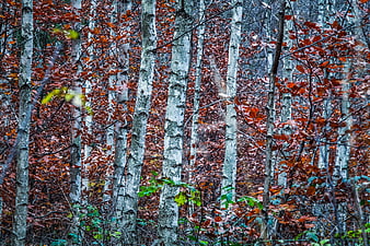 Dense Birch Forest With White Trunks And Rust-Colored Leaves