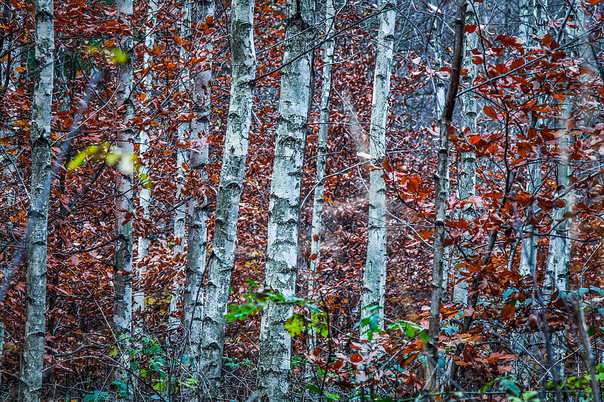 Dense Birch Forest With White Trunks And Rust-Colored Leaves