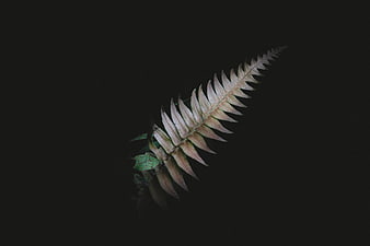 Dried Fern Frond on Dark Background