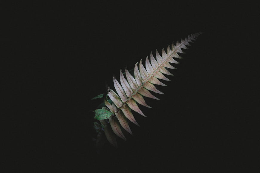 Dried Fern Frond on Dark Background