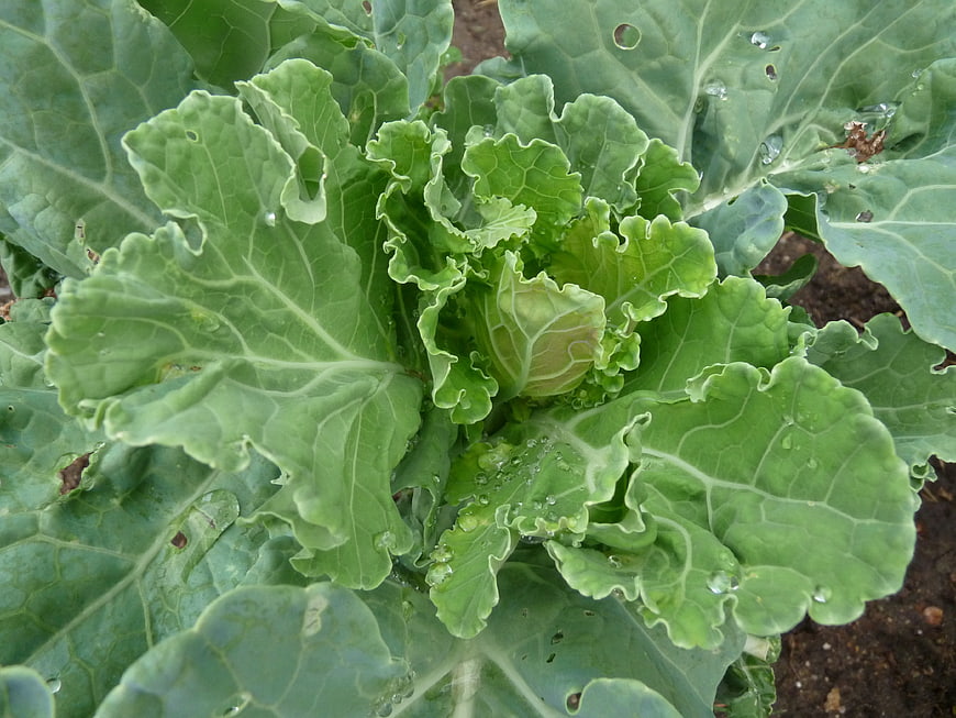 Close-up of fresh green cabbage plant with water droplets