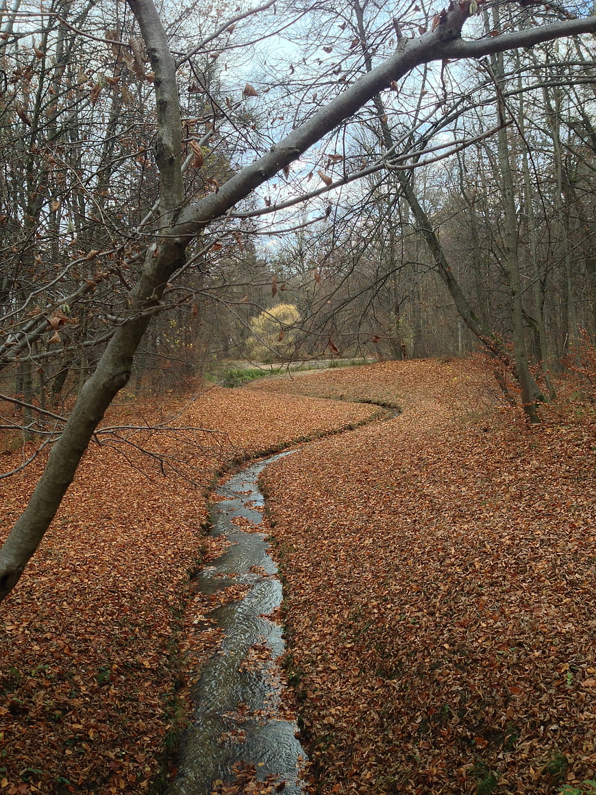 Winding Stream Through Autumn Forest with Fallen Leaves