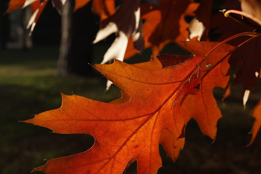 Close-up of vibrant orange oak leaves in autumn sunlight