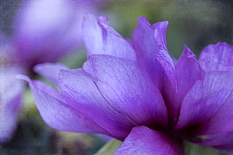 Close-up of purple peony flower petals with soft focus background