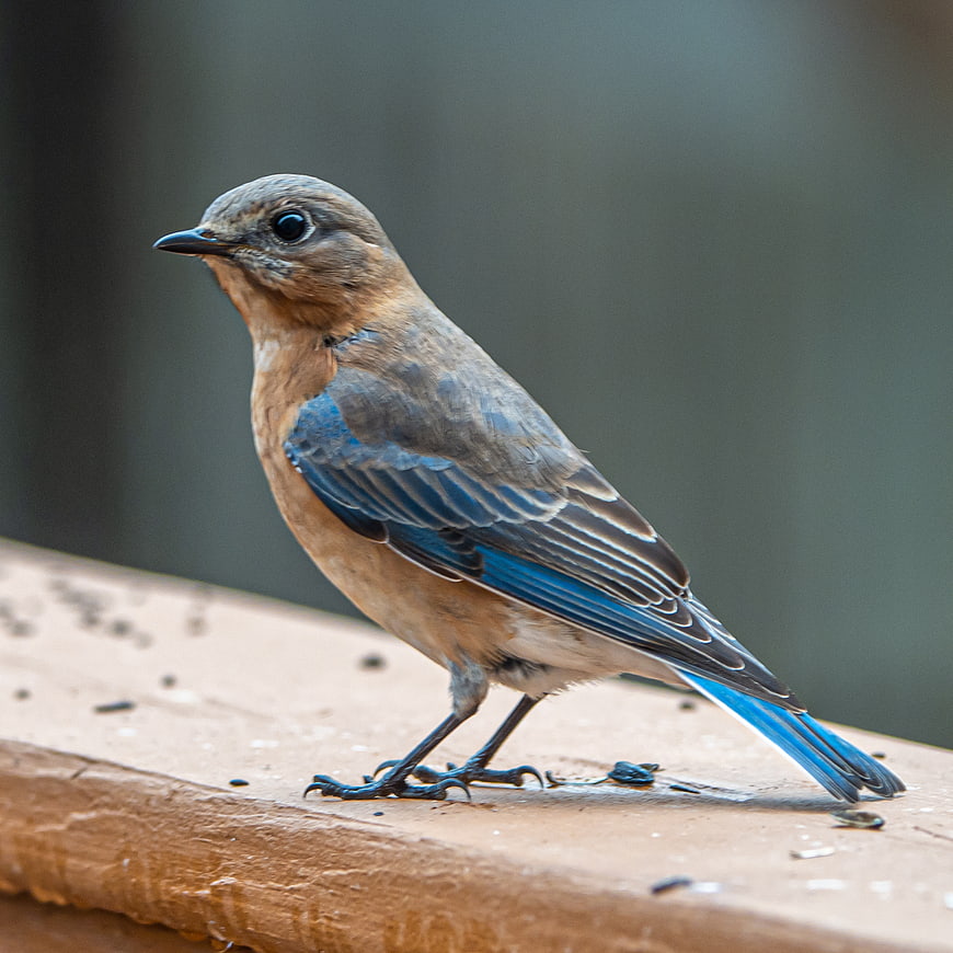 Eastern Bluebird Perched on Wooden Surface