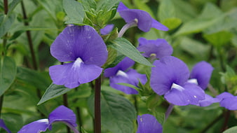 Close-up of vibrant purple flowers with green leaves