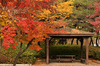 Wooden Pavilion Surrounded by Vibrant Autumn Foliage