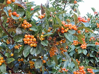 Clusters of orange rowan berries on green leaves in autumn