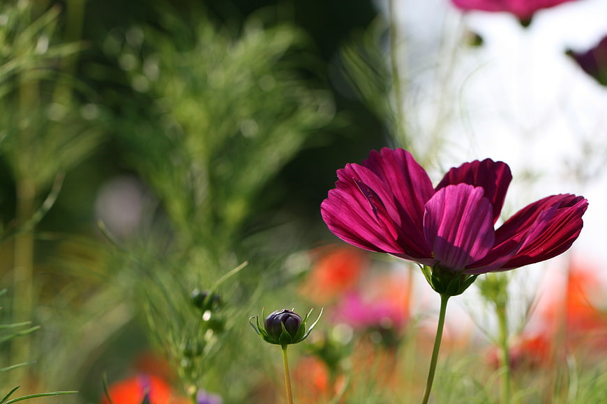 Vibrant Purple Cosmos Flower in a Sunlit Garden