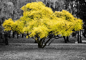 Vibrant Yellow Tree in Black and White Autumn Park