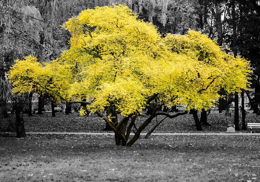 Vibrant Yellow Tree in Black and White Autumn Park