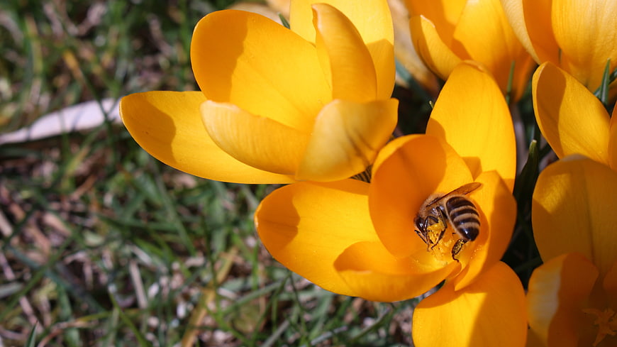 Honeybee Pollinating Yellow Crocus Flower in Spring